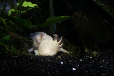 The Mysterious Axolotl: