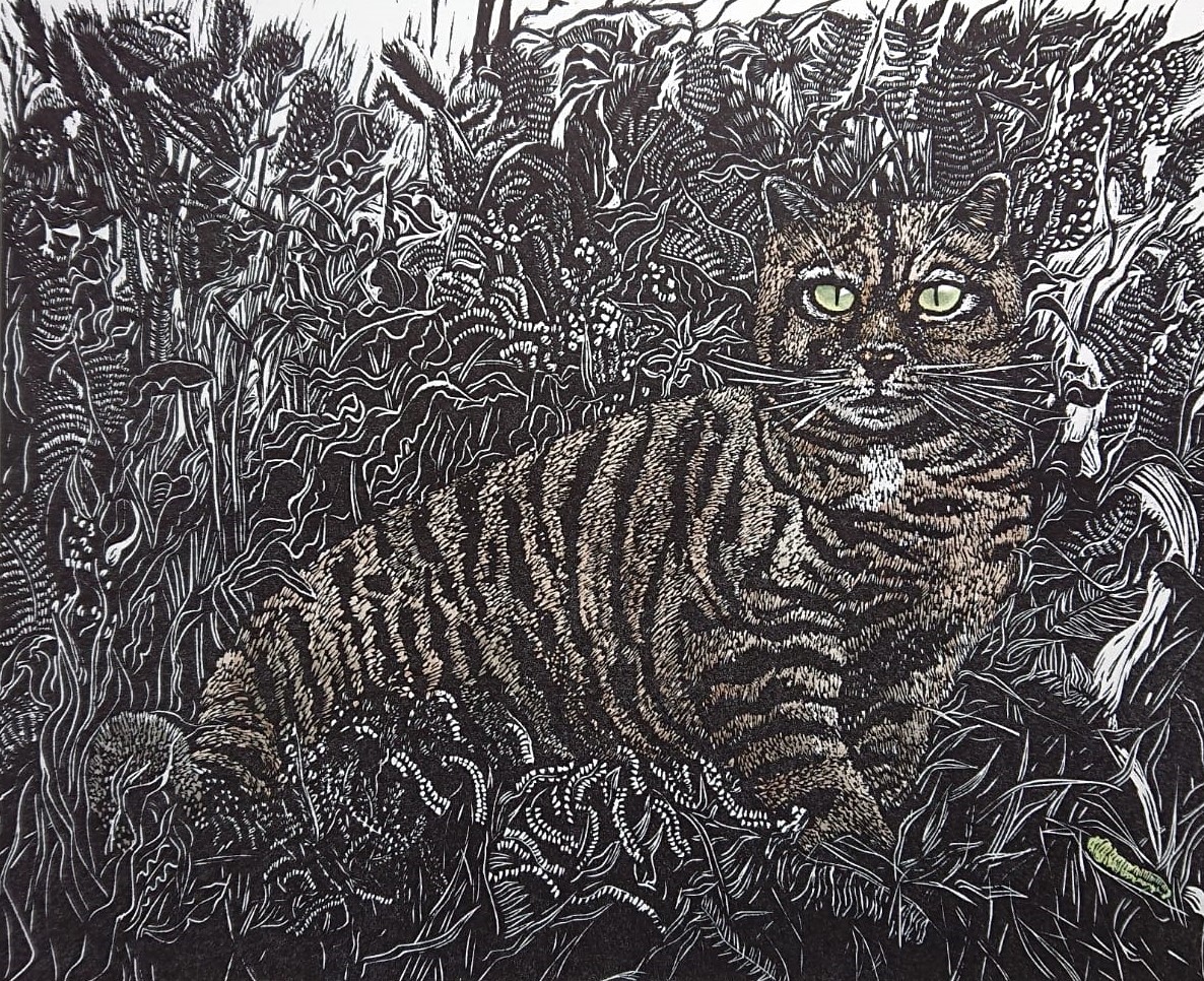 Highland Tiger by Jane