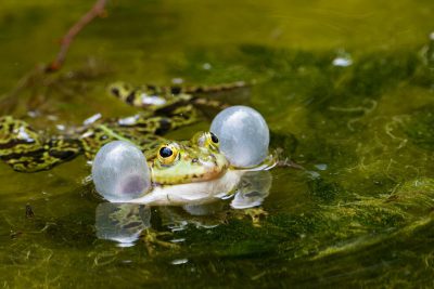 Mouth brooding frog