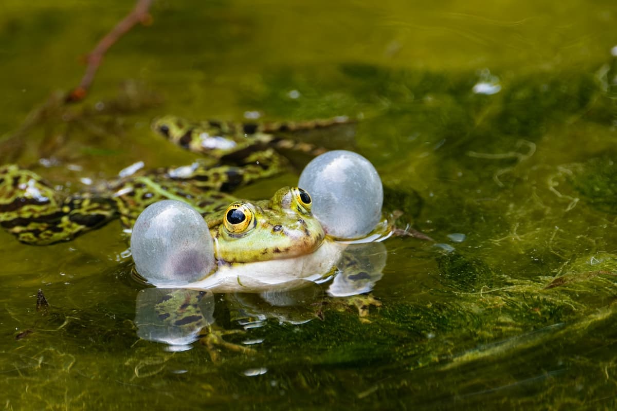 Mouth brooding frog