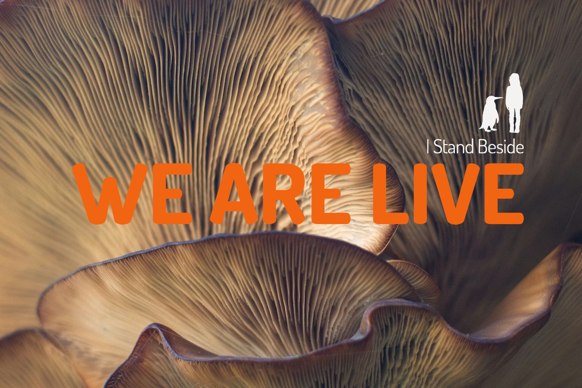 We Are Live