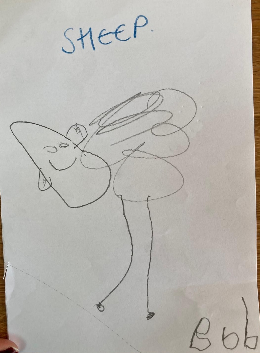 Picture of Sheep