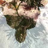 Coralline Seaweed