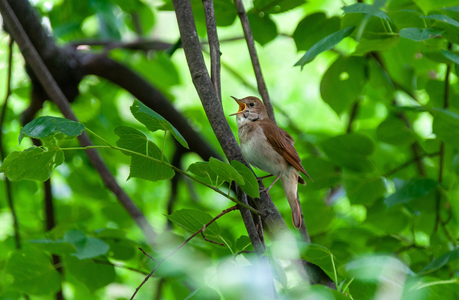 A nightingale in a green forest
