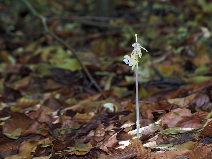 Work - Ghost Orchid