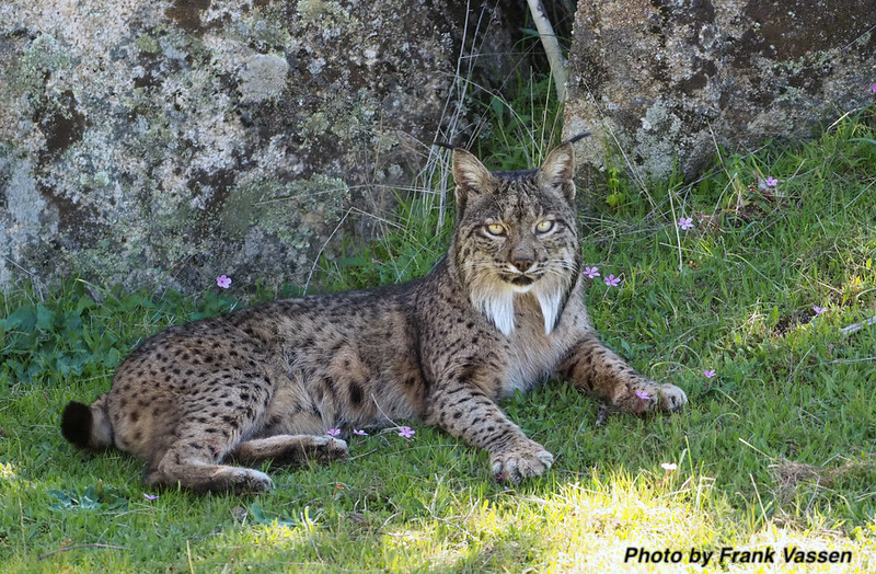 Work - Iberian Lynx