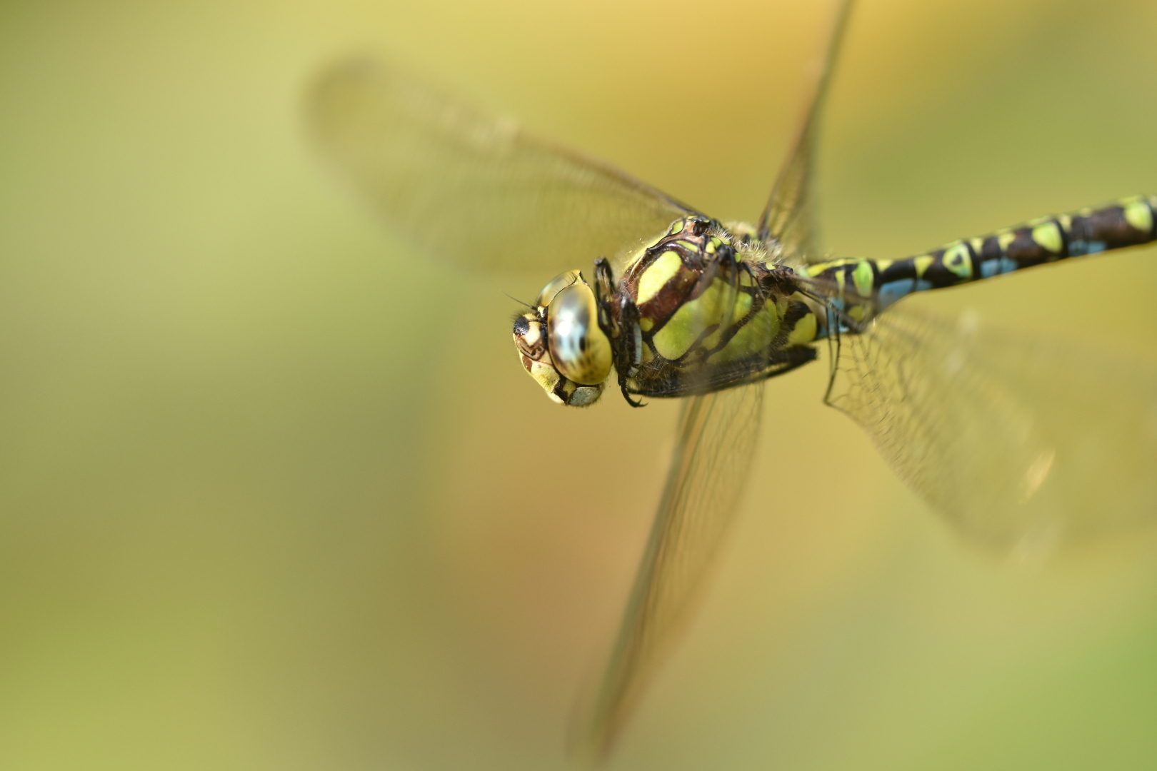 Work - Southern Hawker