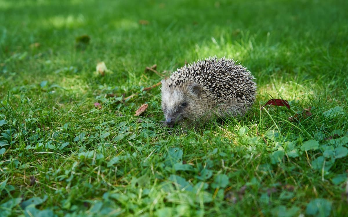 Hedgehog on some grass