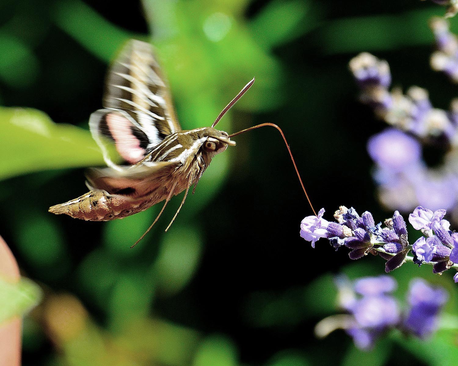 Moth near a flower
