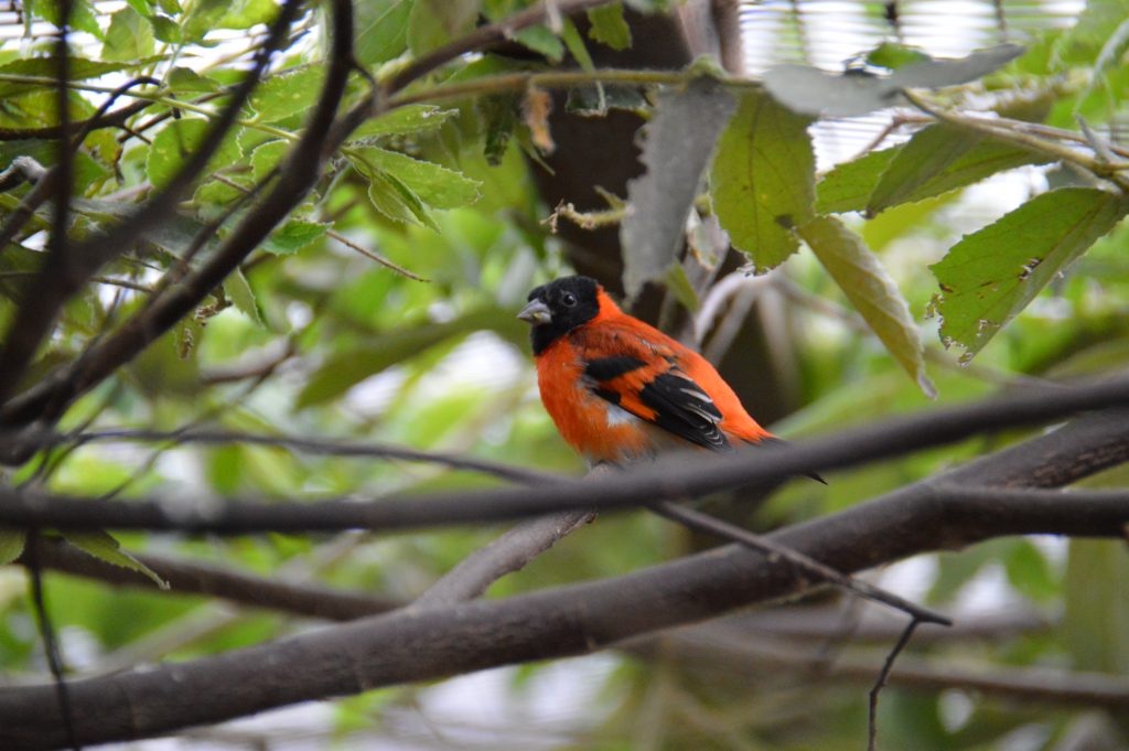 Work - Red Siskin
