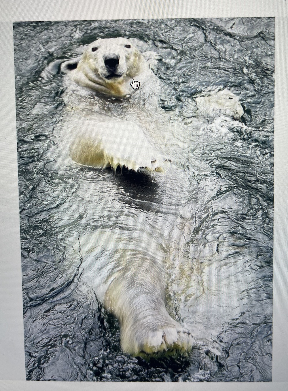 Work - Polar Bear