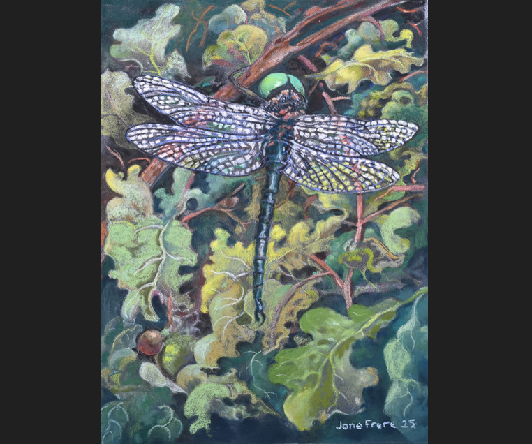 Work - The Northern Emerald Dragonfly