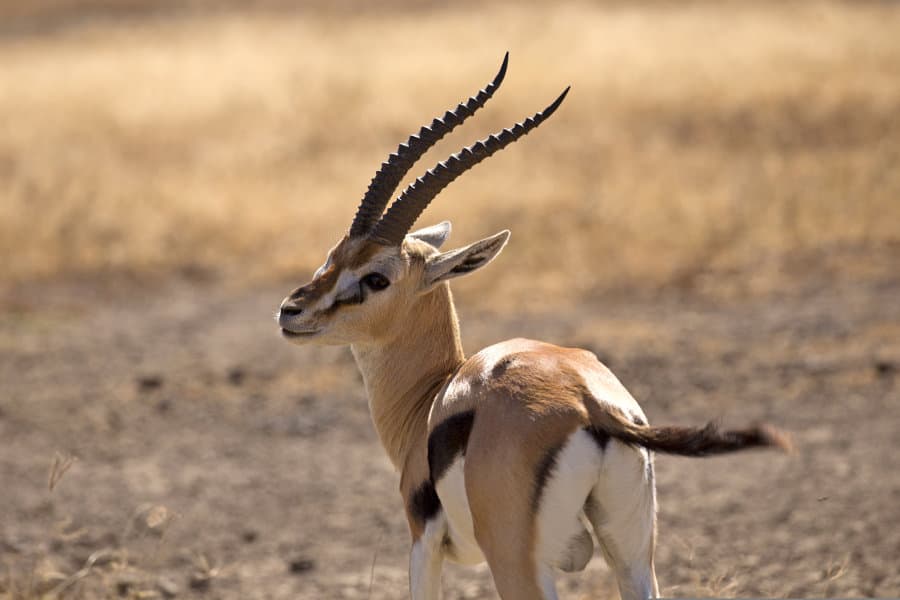 Thomson’s Gazelle