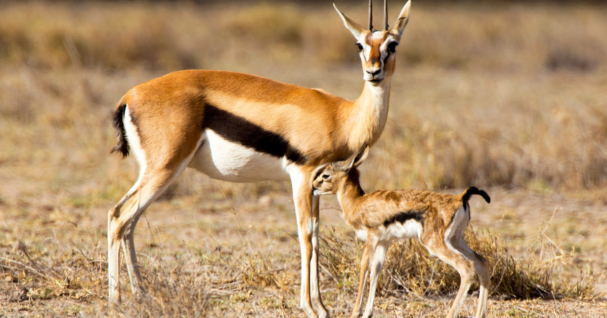 Work - Thomson’s Gazelle