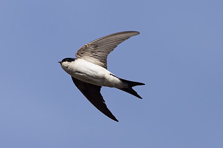 Work - House Martin