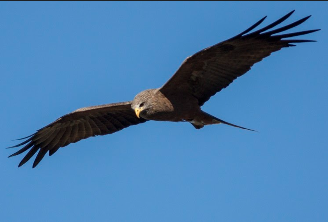 Work - Yellow-billed Kite
