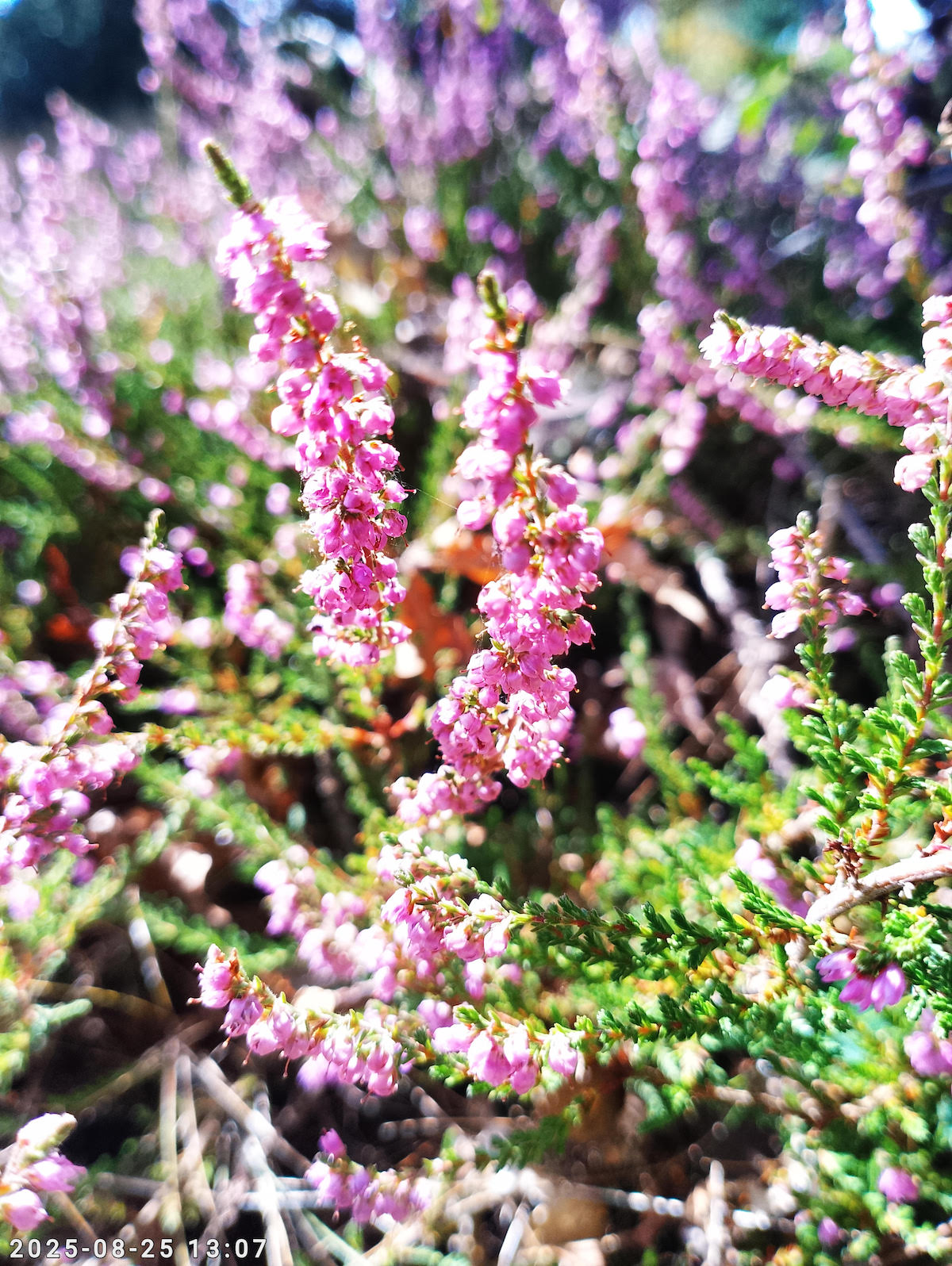 Work - Common Heather