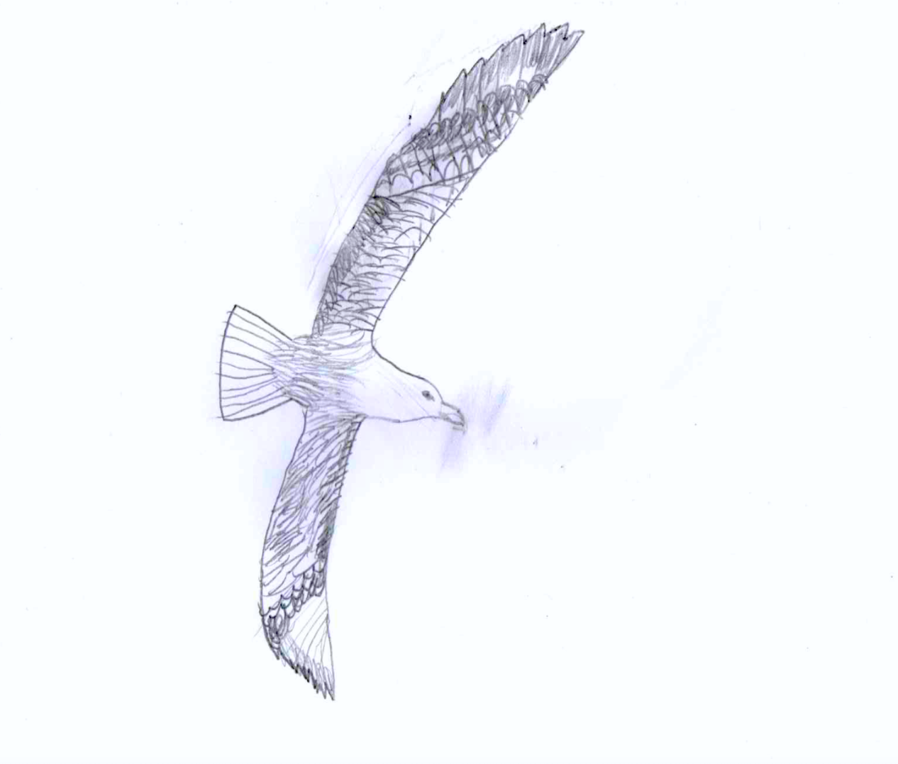 Work - Fulmar