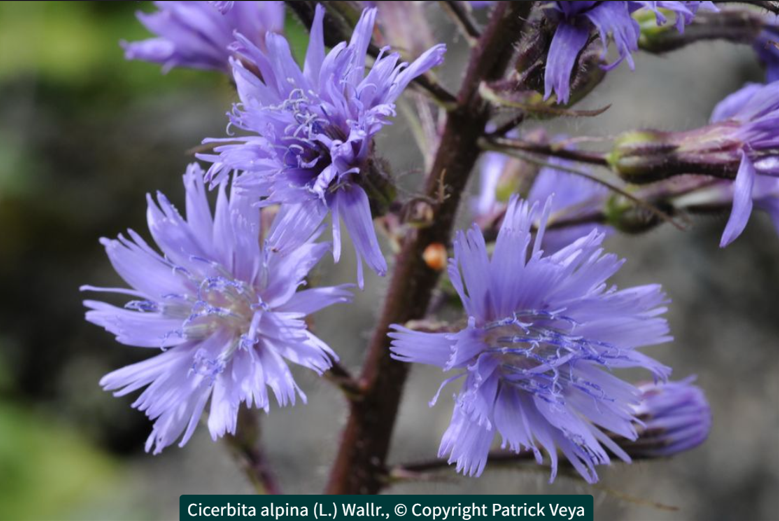 Work - Alpine Blue Sow Thistle
