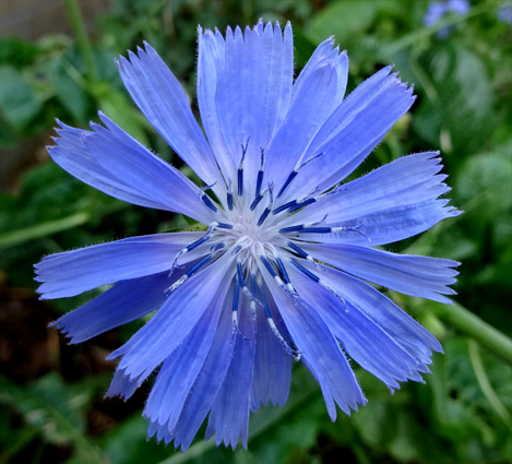 Alpine Blue Sow Thistle