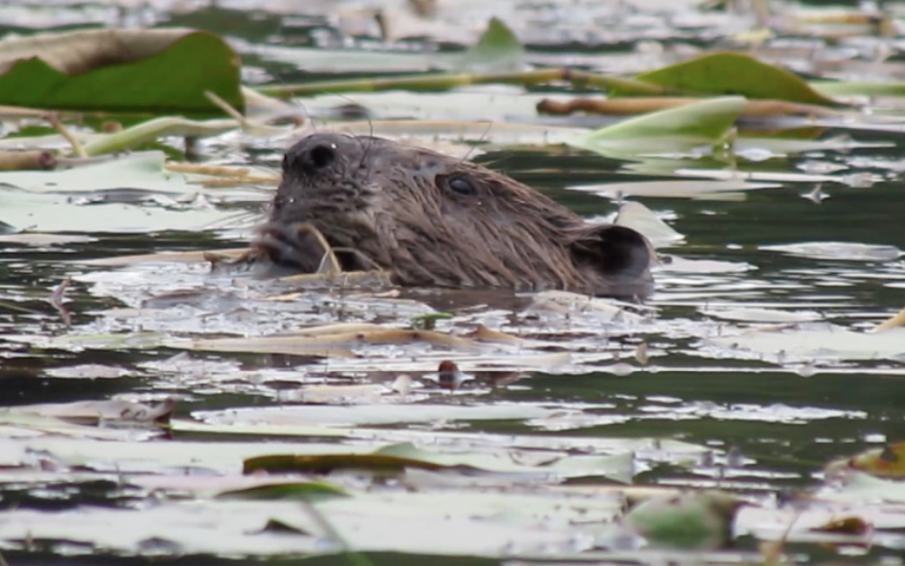 Work - Eurasian Beaver