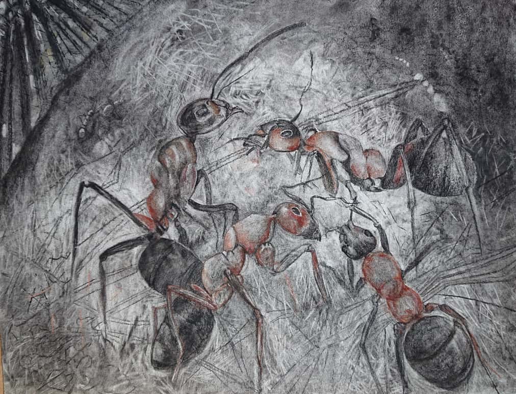 Work - Scottish Wood Ant