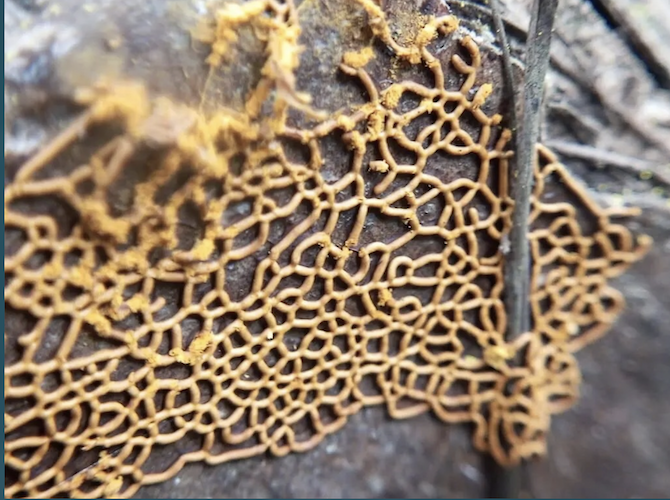 Work - Slime Moulds