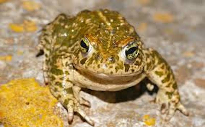 Work - Natterjack Toad