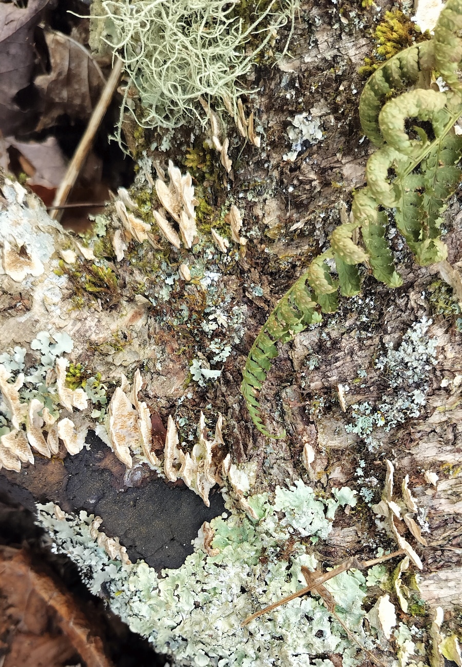 Lichens