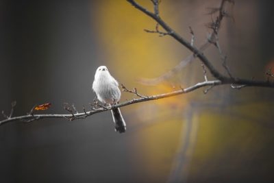  Description coming soon