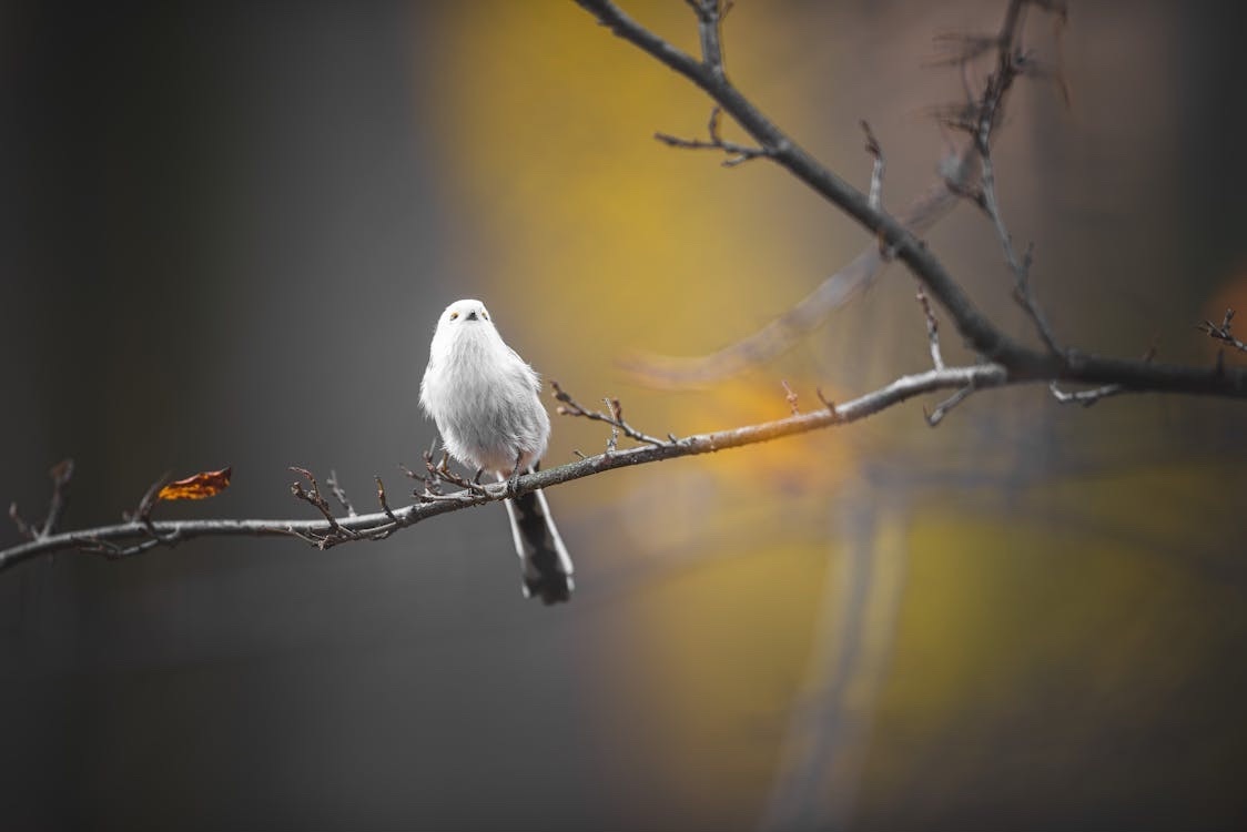  Description coming soon