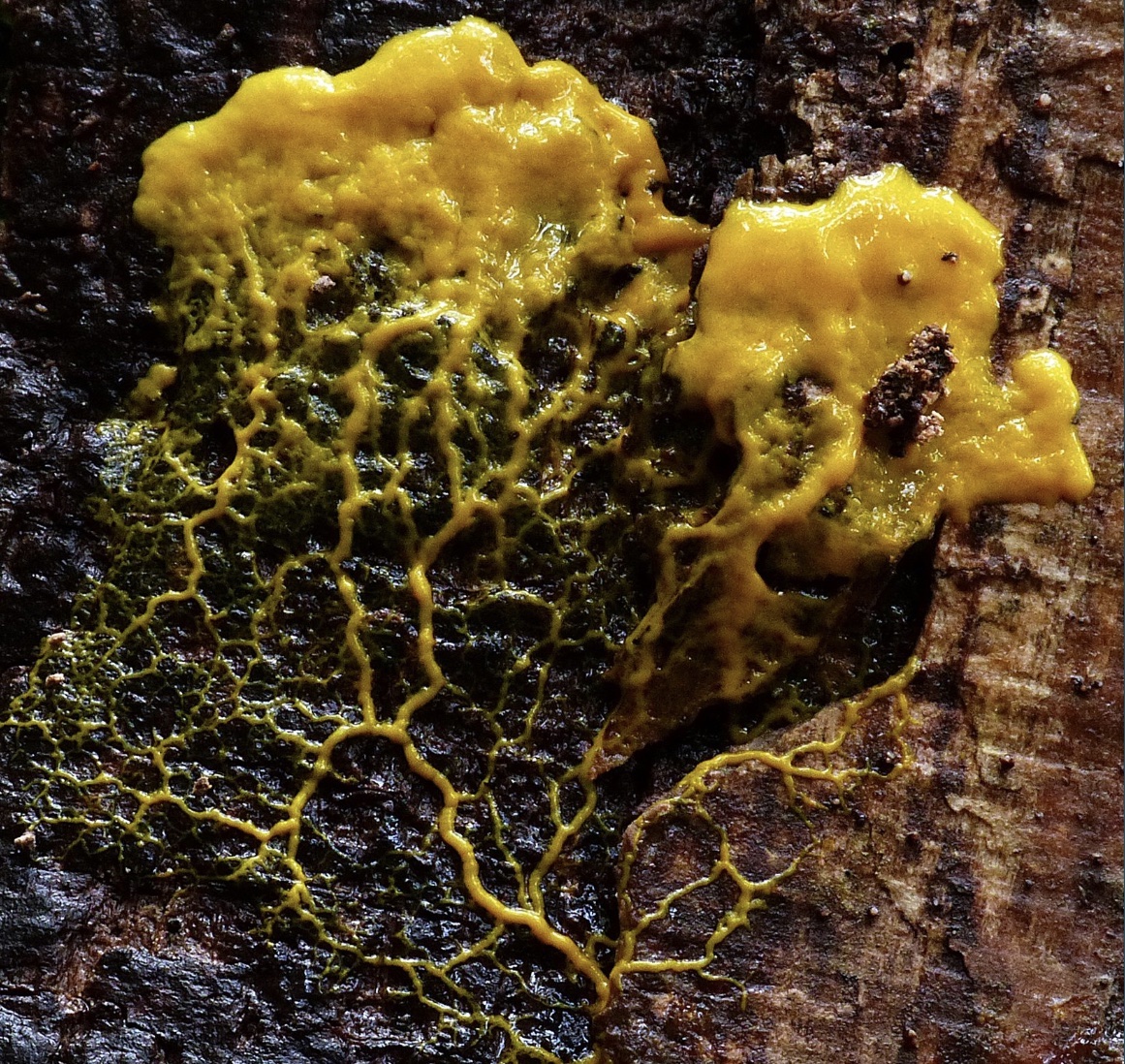 Work - Slime Moulds