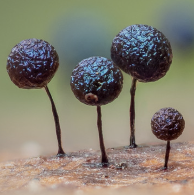 Work - Lamproderma scintillans