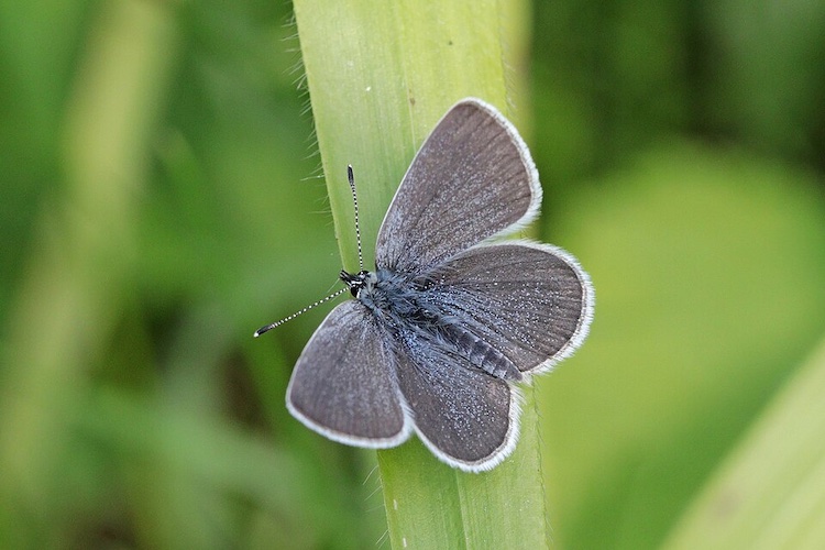 Work - Small Blue Butterfly